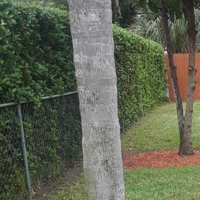 Bush Trimming by Green Scapes Lawn Care reviewed on August 21, 2025