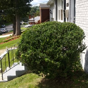 Bush Trimming by Self reviewed on August 19, 2025