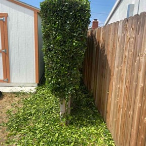 Bush Trimming by A Man and His Machines Lawn Services LLC  reviewed on August 16, 2025