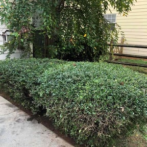 Bush Trimming by Exclusive Lawn Service reviewed on August 17, 2025