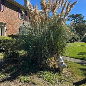 Bush Trimming by Precision Cutz, LLC reviewed on November 18, 2025