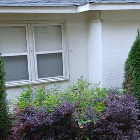 Bush Trimming by Cornerstone landscape & design reviewed on August 19, 2025