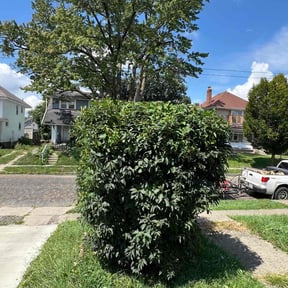 Bush Trimming by It&#039;s Done Landscaping and More, LLC reviewed on October 24, 2025