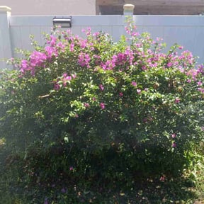 Bush Trimming by AG lawn service reviewed on November 19, 2025