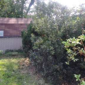 Bush Trimming by Mid-Cities Lawn and Garden reviewed on August 20, 2025