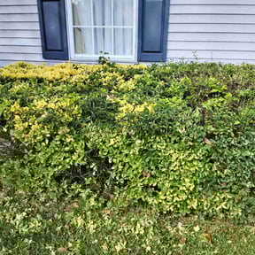 Bush Trimming by Sample Logistics Lawn Service  reviewed on December 16, 2025