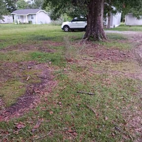 Leaf Removal by Estephanie's Lawn Services reviewed on August 20, 2025