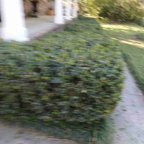 Bush Trimming by A Cut Above Lawn Care reviewed on August 18, 2025