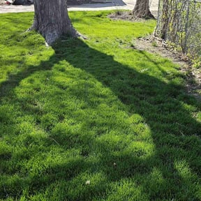 lawn care by Innovative Property Services reviewed on April 25, 2024