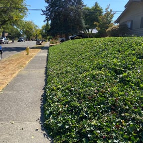 Bush Trimming by Lawn Impression reviewed on August 18, 2025