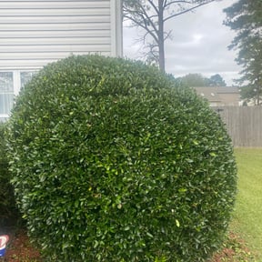 Bush Trimming by Chase Hirdler reviewed on August 16, 2025