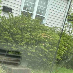 Bush Trimming by Back Creek Property Services reviewed on April 19, 2026