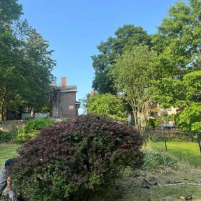 Bush Trimming by Green Guy Landscaping LLC reviewed on August 15, 2025