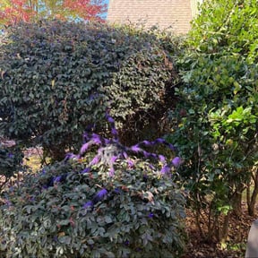 Bush Trimming by ez lawncare reviewed on November 4, 2025
