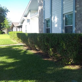 Bush Trimming by T1he Lawn Whisperer reviewed on August 15, 2025