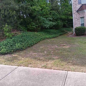 Bush Trimming by SonnyscapesLLC reviewed on August 20, 2025
