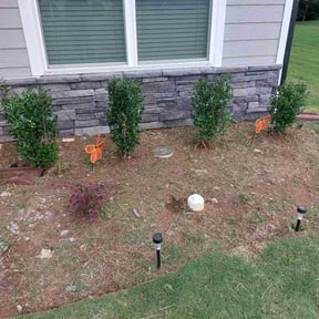 Bush Trimming by C & T Lawn Service  reviewed on August 15, 2025