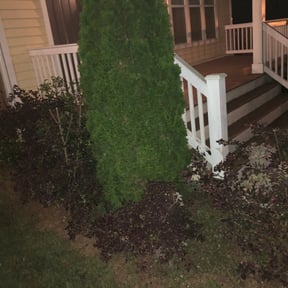Bush Trimming by AMT Tactical Lawn Care reviewed on August 15, 2025