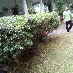 Bush Trimming by Randy's lawncare reviewed on August 18, 2025