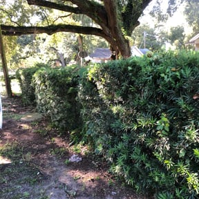 Bush Trimming by Cole services reviewed on August 19, 2025
