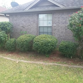 Bush Trimming by Brother Bear's Lawn Care/Landscaping reviewed on August 20, 2025