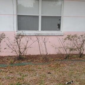 Bush Trimming by Eagle Wings Landscaping reviewed on August 16, 2025