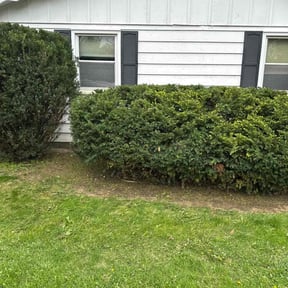 Bush Trimming by Discount Mowing reviewed on August 16, 2025