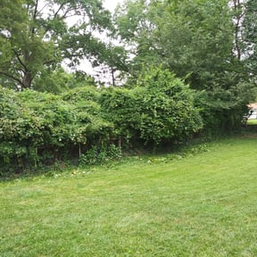 Bush Trimming by Patrick's landscaping reviewed on August 21, 2025