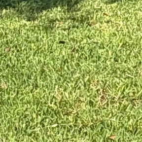 turf care by Mr. Nice Cut Lawn Care reviewed on October 2, 2023