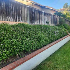 Bush Trimming by Alamos Lawn care reviewed on August 19, 2025
