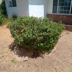 Bush Trimming by Perennial Specialty Gardens reviewed on April 28, 2025