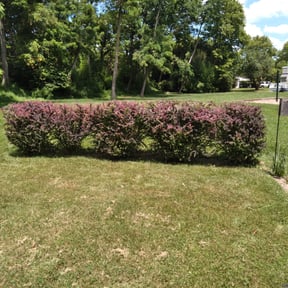 Bush Trimming by Brenden Bamberger (Ground Effects) reviewed on August 17, 2025