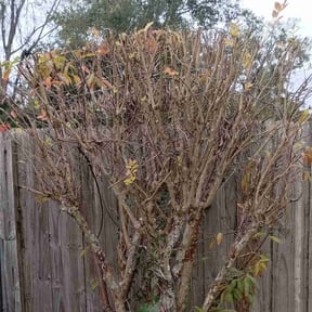 Bush Trimming by Can I Cut Your Grass LLC reviewed on August 19, 2025