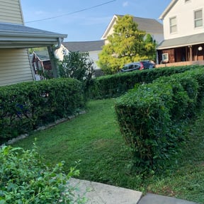 Bush Trimming by Young's Lawn Care Services reviewed on August 16, 2025