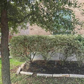 Bush Trimming by Setzer Lawn and Landscape reviewed on October 19, 2025