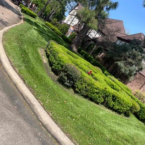 yard care by Dew Right Lawn Care LLC reviewed on August 15, 2025