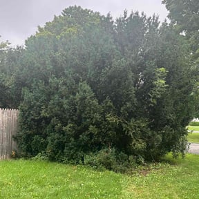 Bush Trimming by Cuts are Clean reviewed on August 20, 2025