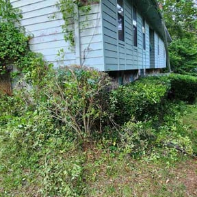 Bush Trimming by Stephen Reynolds reviewed on August 15, 2025