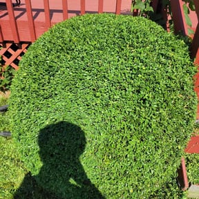 Bush Trimming by Viking Mow &amp; Plow reviewed on November 22, 2025