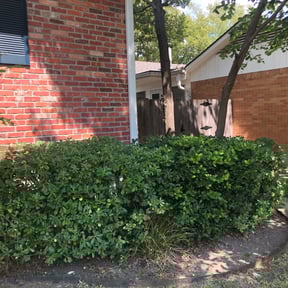 Bush Trimming by Royalty lawn care reviewed on August 16, 2025