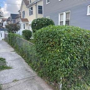 Bush Trimming by Legit Lawn Care Plus reviewed on January 4, 2026