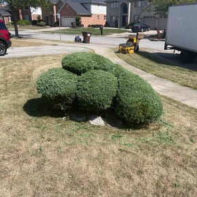 Bush Trimming by A better way lawn care service reviewed on August 15, 2025