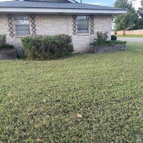 Bush Trimming by Collegiate Lawn Services, LLC reviewed on August 17, 2025