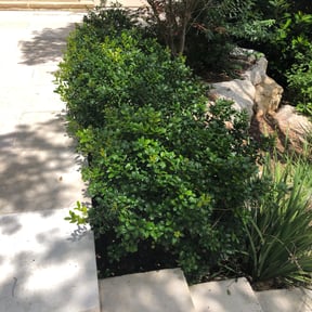 Bush Trimming by The Maintenance Dept reviewed on August 16, 2025