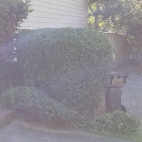 Bush Trimming by Self Made Rich reviewed on August 16, 2025