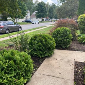 Bush Trimming by Shotwell Lawn Care reviewed on August 17, 2025