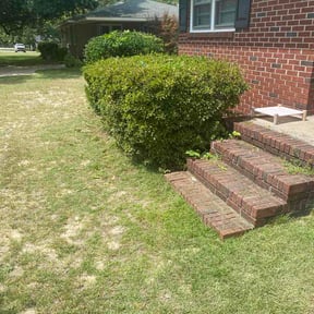 Bush Trimming by Srt lawns reviewed on August 29, 2026