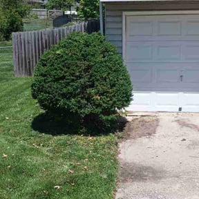 Bush Trimming by Mabin Lawn Service reviewed on August 17, 2025