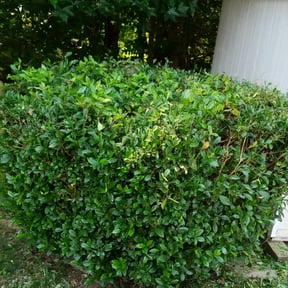 Bush Trimming by Luxury Lawn Care reviewed on August 21, 2025