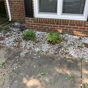 Bush Trimming by Dbs landscaping and lawn care reviewed on August 20, 2025